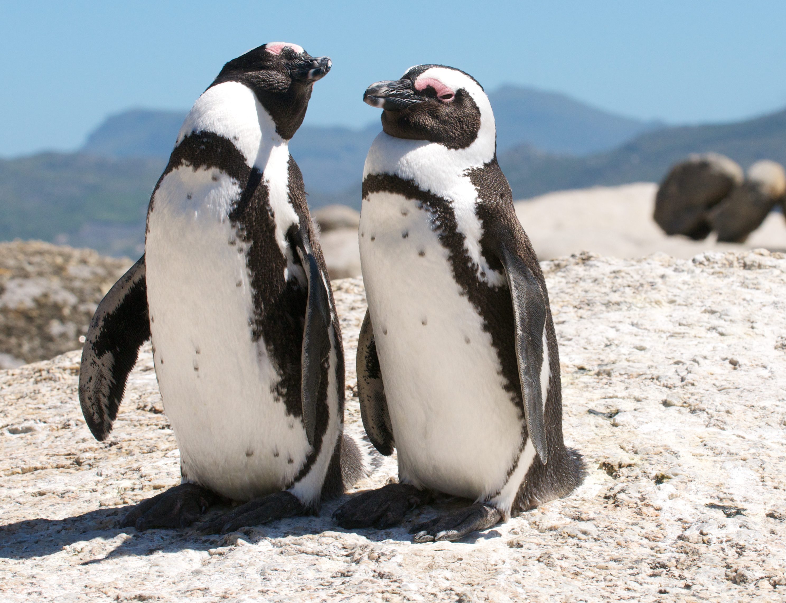 zuid-afrika-boulders-bay-kaapstad- Penguins